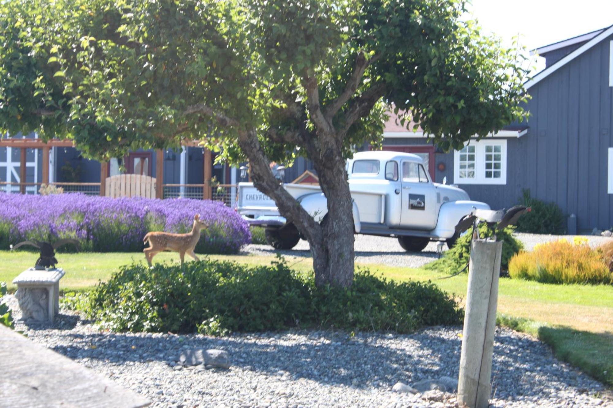 Dungeness Barn House Bed And Breakfast At Two Crows Farm Sequim Ngoại thất bức ảnh