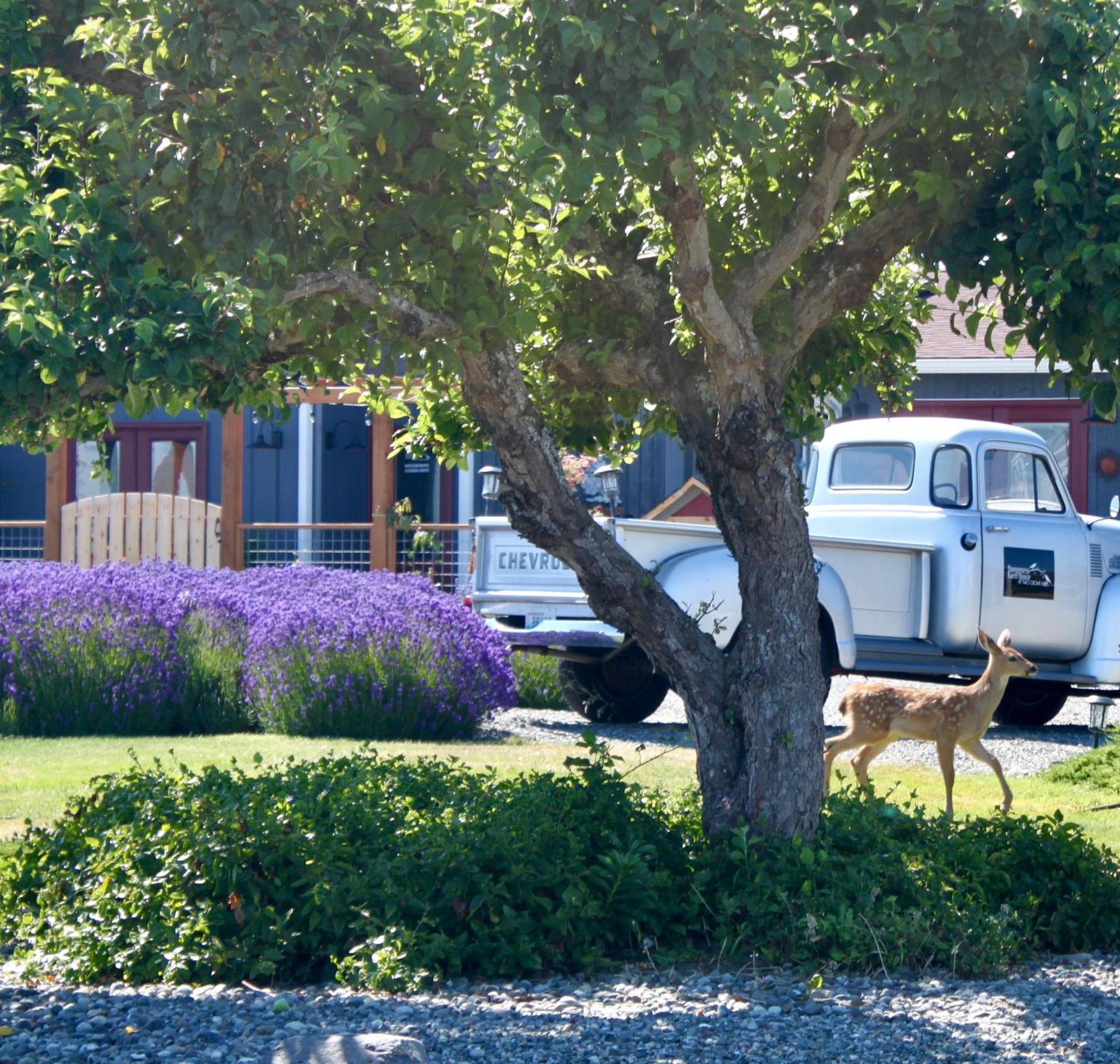 Dungeness Barn House Bed And Breakfast At Two Crows Farm Sequim Ngoại thất bức ảnh