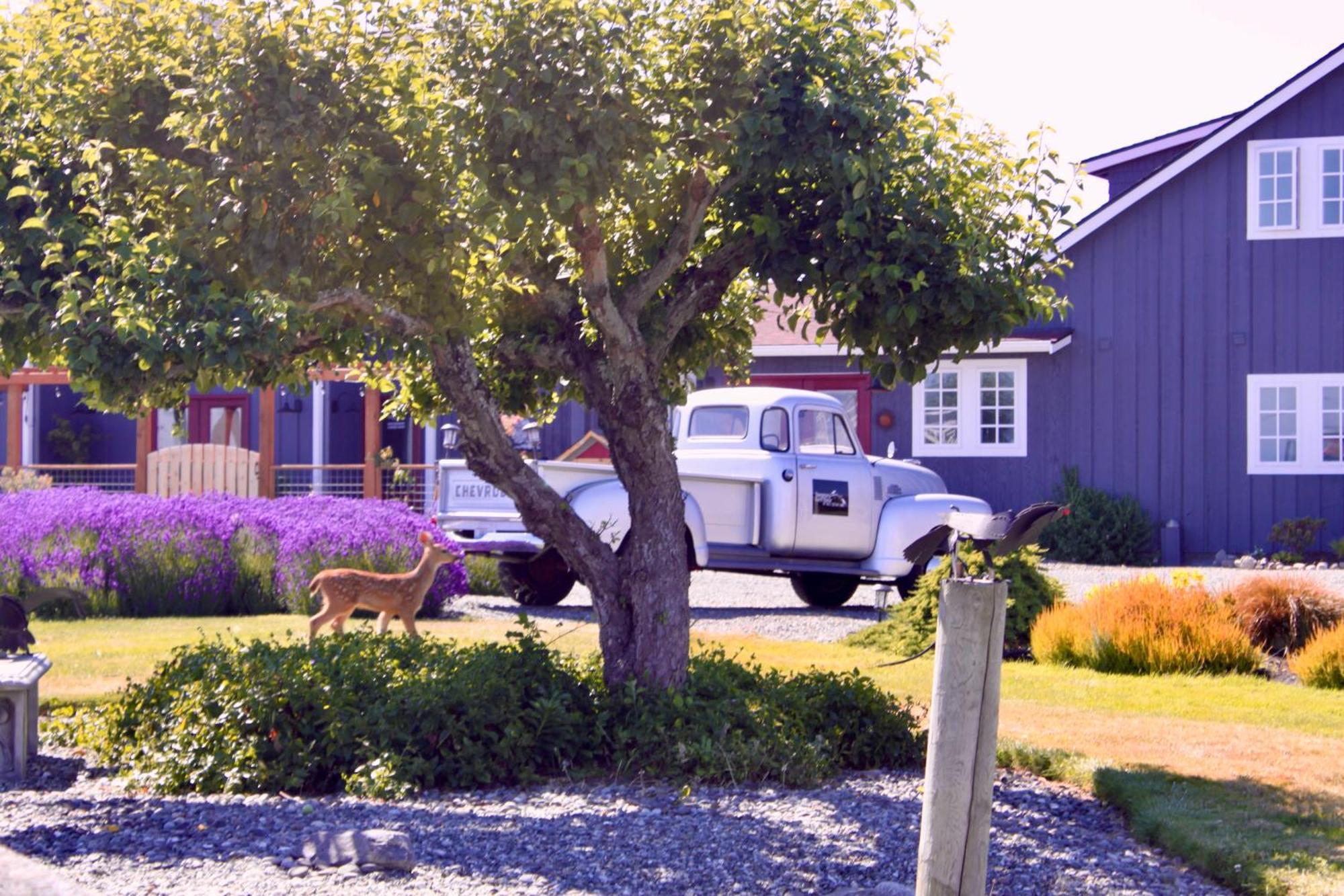 Dungeness Barn House Bed And Breakfast At Two Crows Farm Sequim Ngoại thất bức ảnh